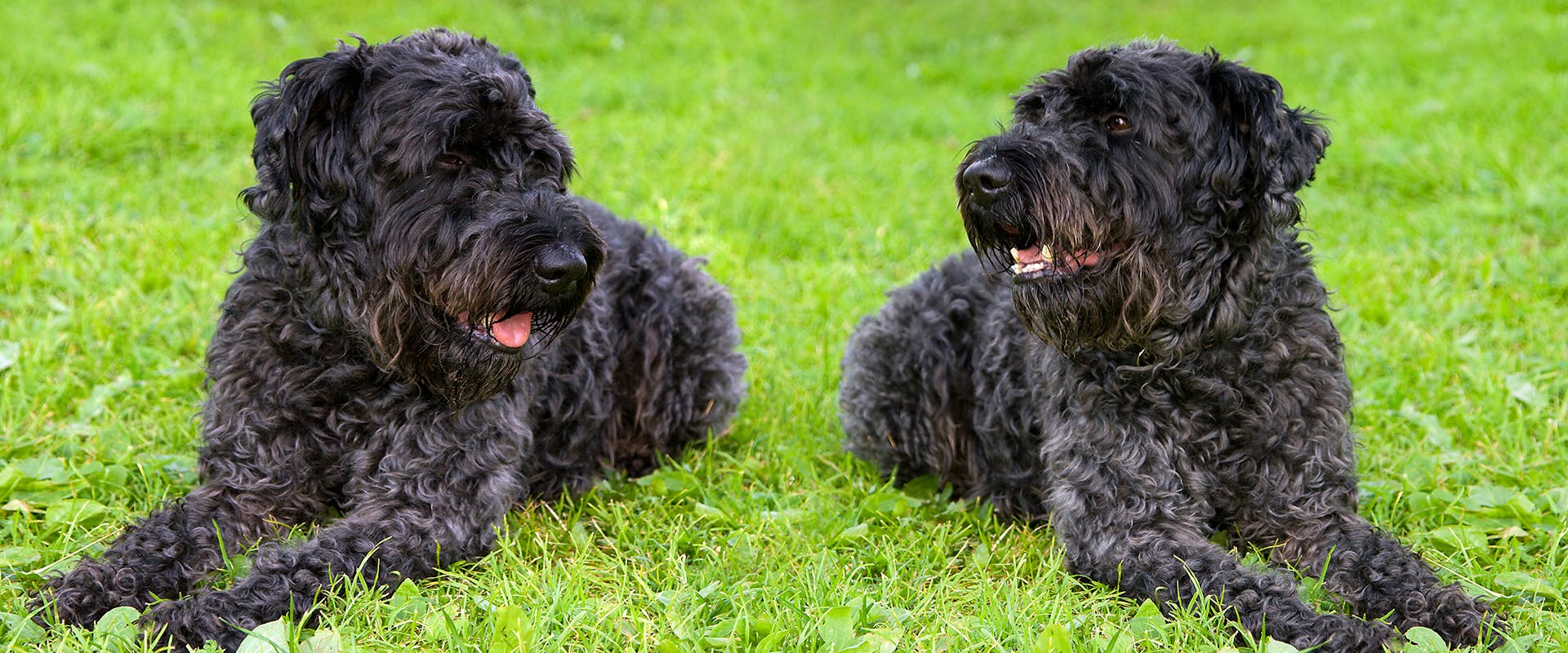 Two black Kerry Blue Terrier dogs sitting on a patch of green grass