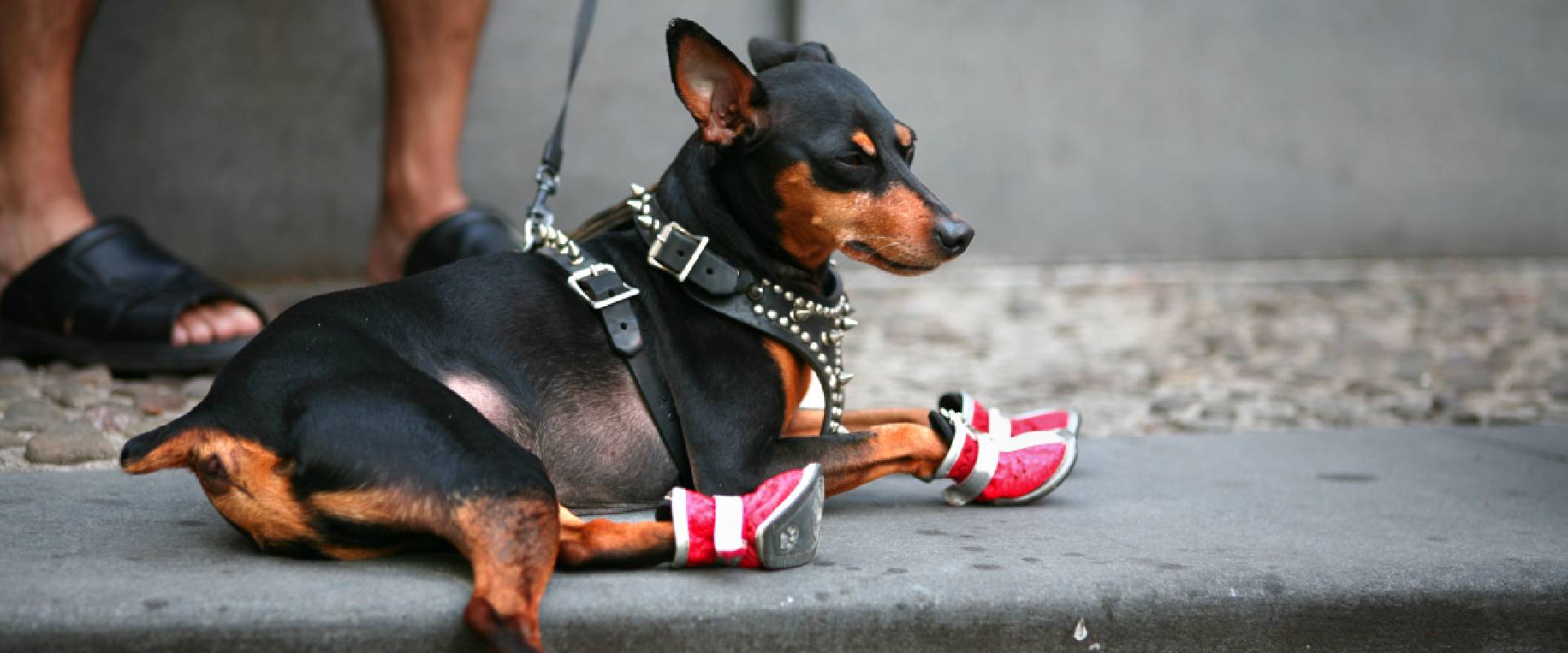 Dog in red dog shoes