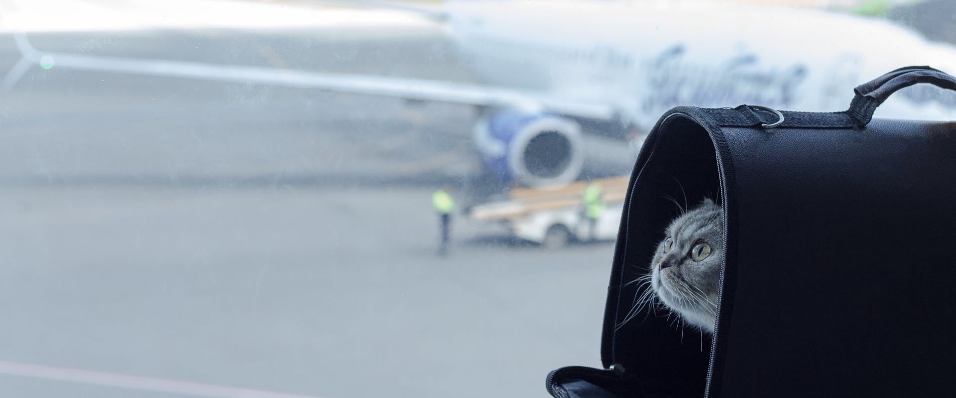 scottish fold looking out of a cat carrier at an airport