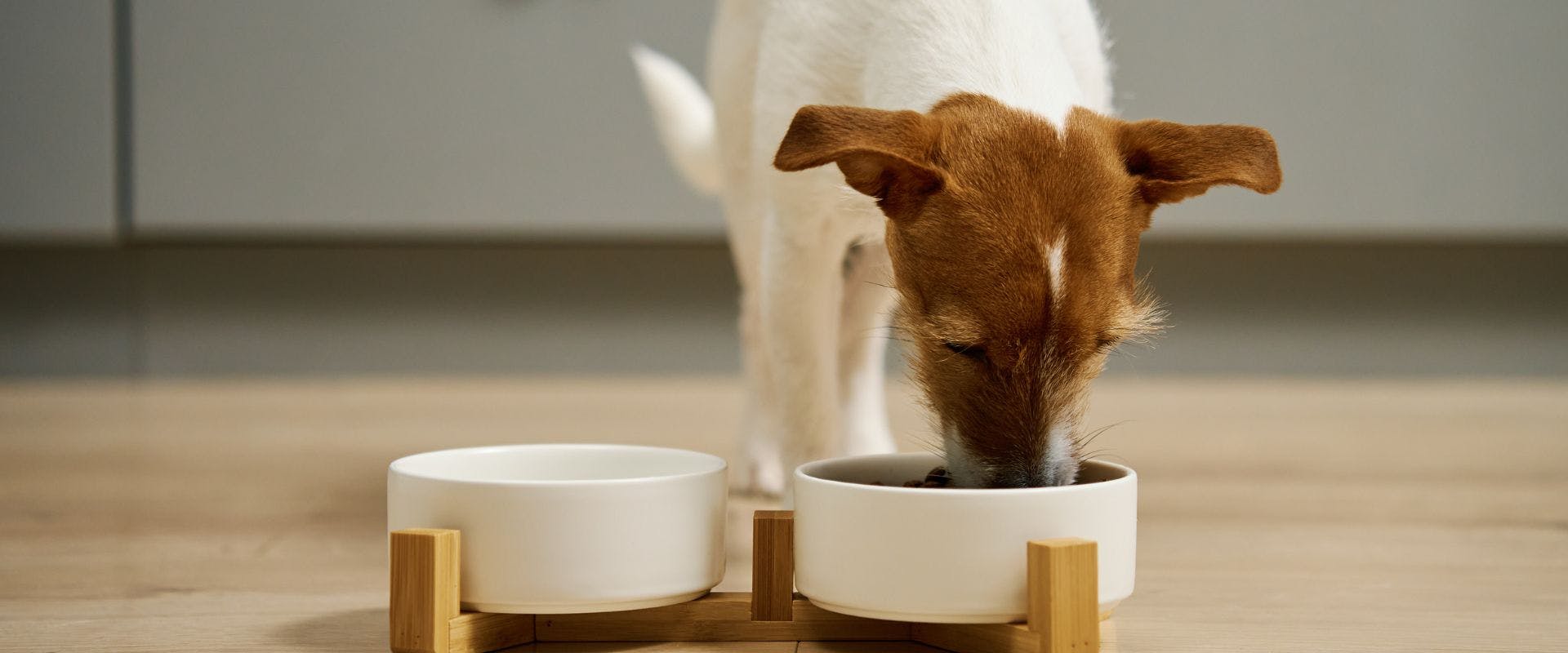 Jack Russell dog eating from a bowl