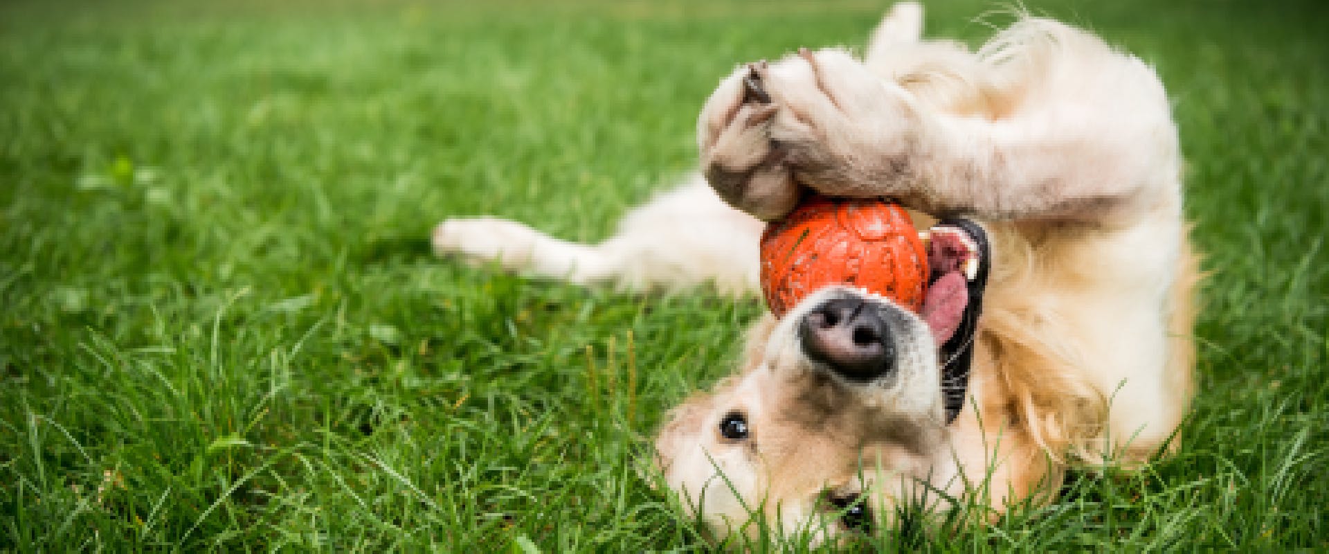 A Golden Retriever lies in a park with a ball in its mouth. 