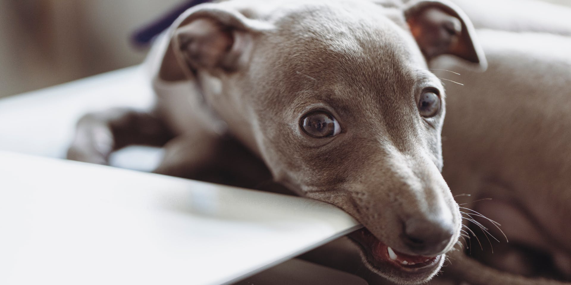 An blue Italian Greyhound chewing on a laptop