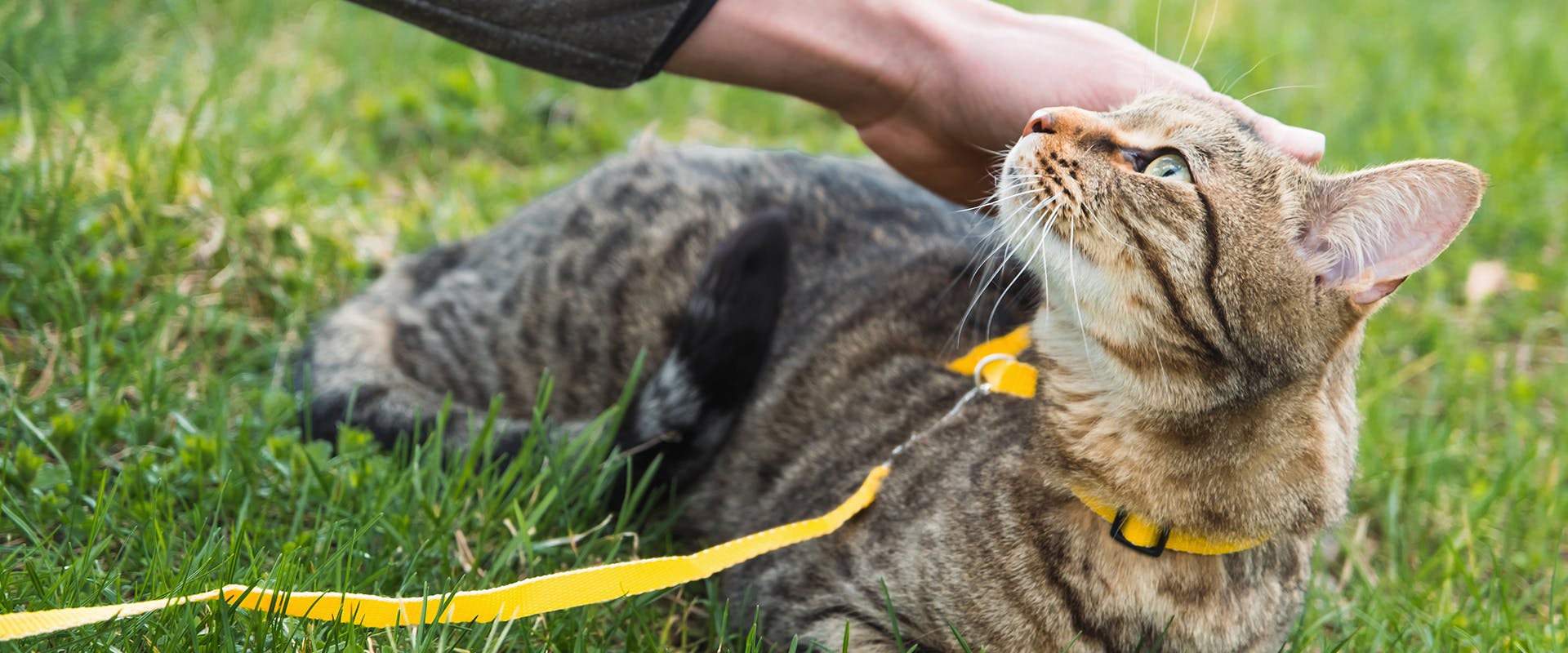 A cat laying in the grass wearing a bright yellow cat harness, looking up at a human who is out of shot
