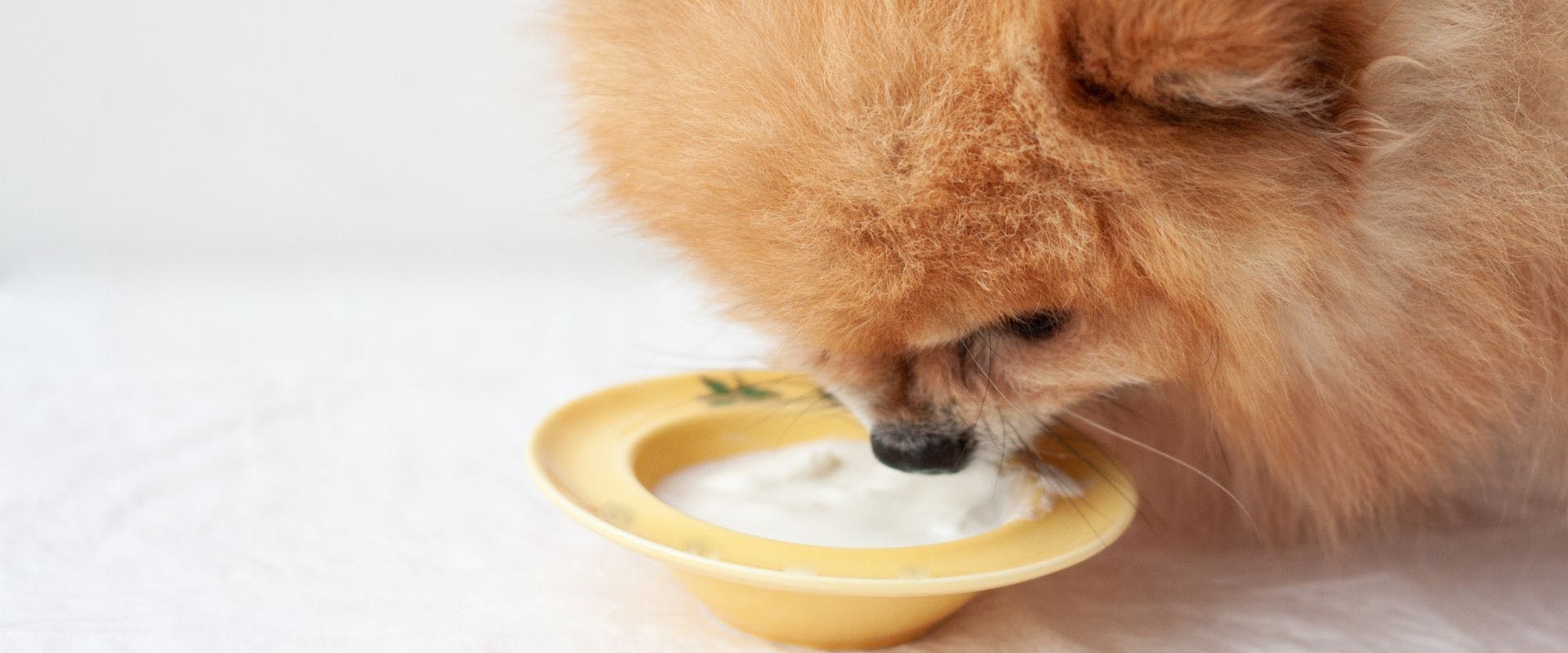 Pomeranian dog eating yogurt