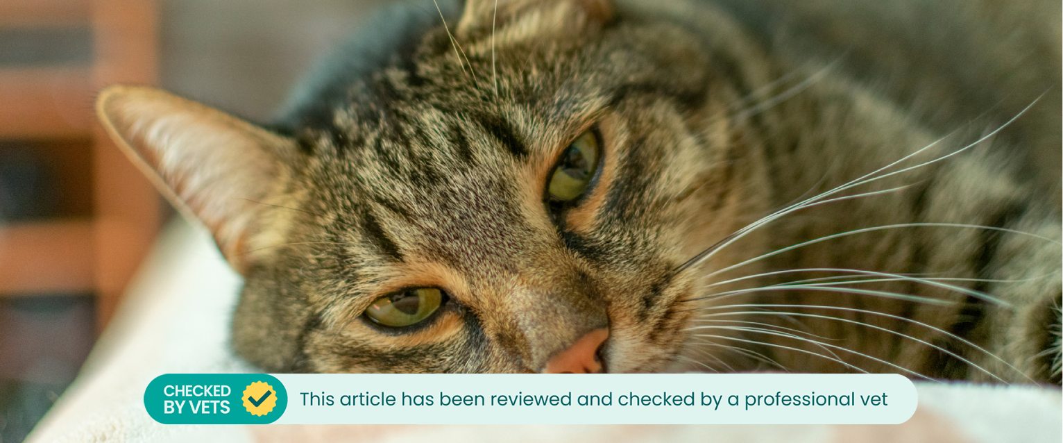 A cat lying on a blanket.