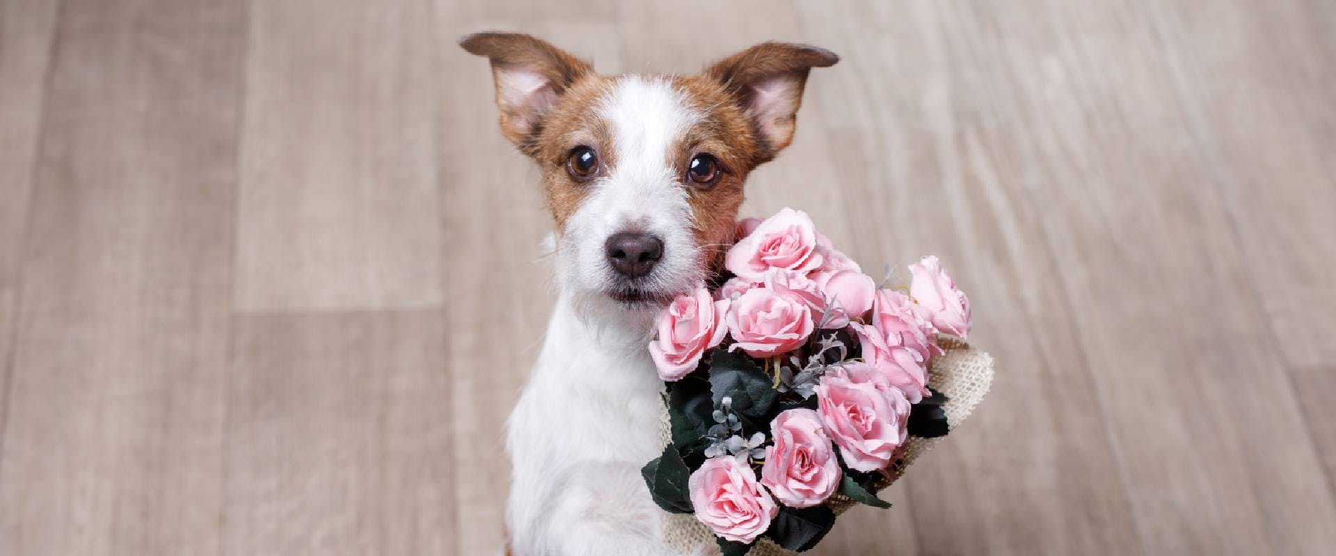 Dog holding a bunch of pink roses