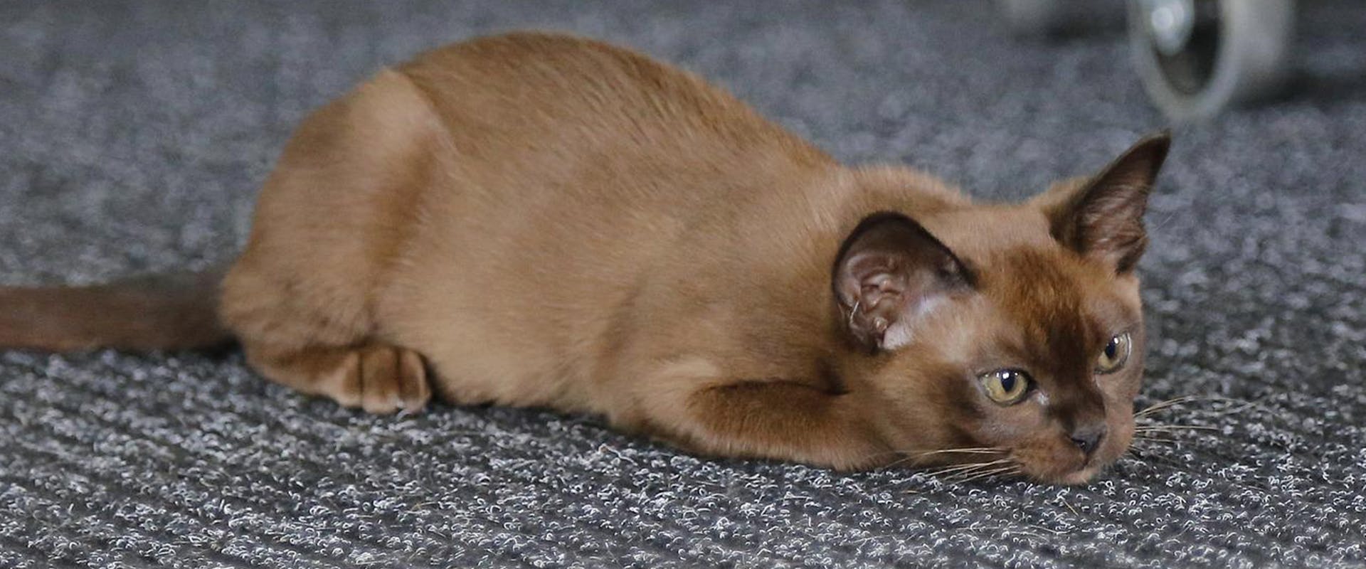 A burmese cat ready to pounce