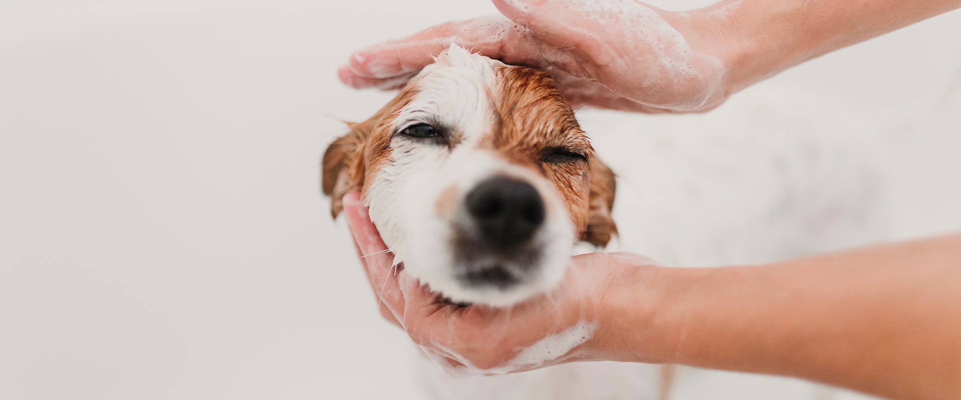 A person carefully shampooing a dog's head