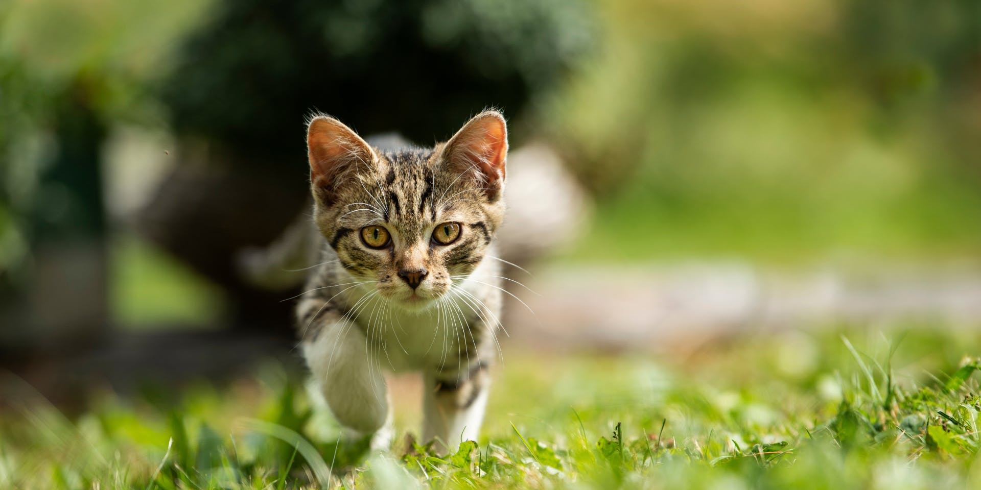 A tabby kitten walking on the grass.