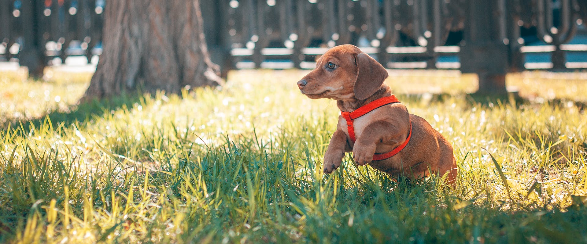 A dog wearing a dog harness running through grass