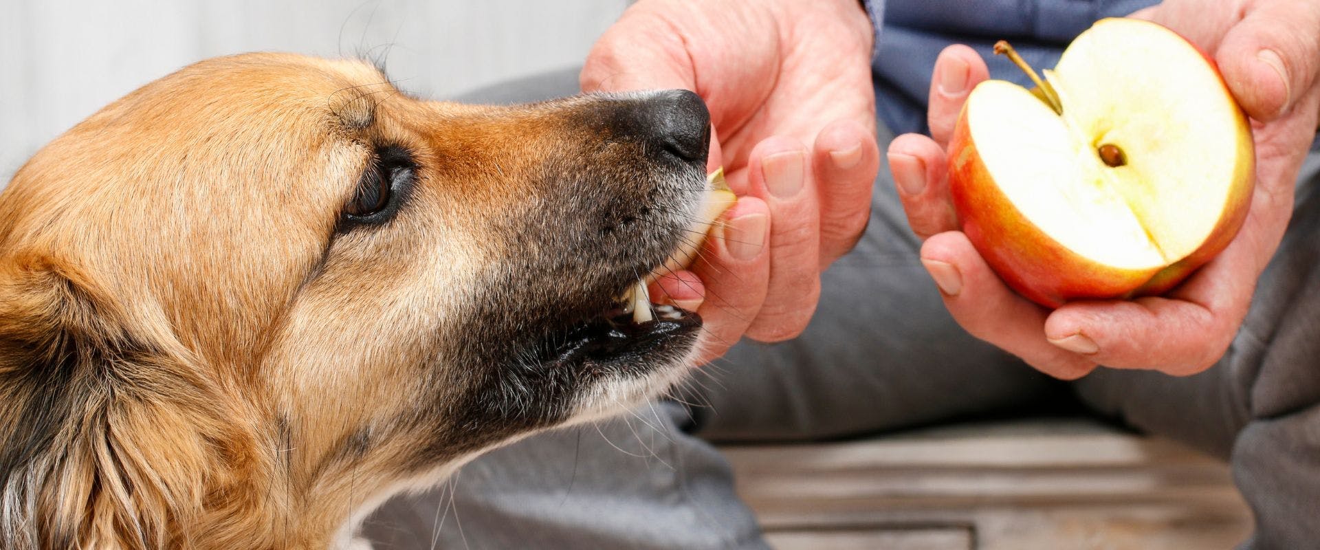Dog eating apple from person's hand