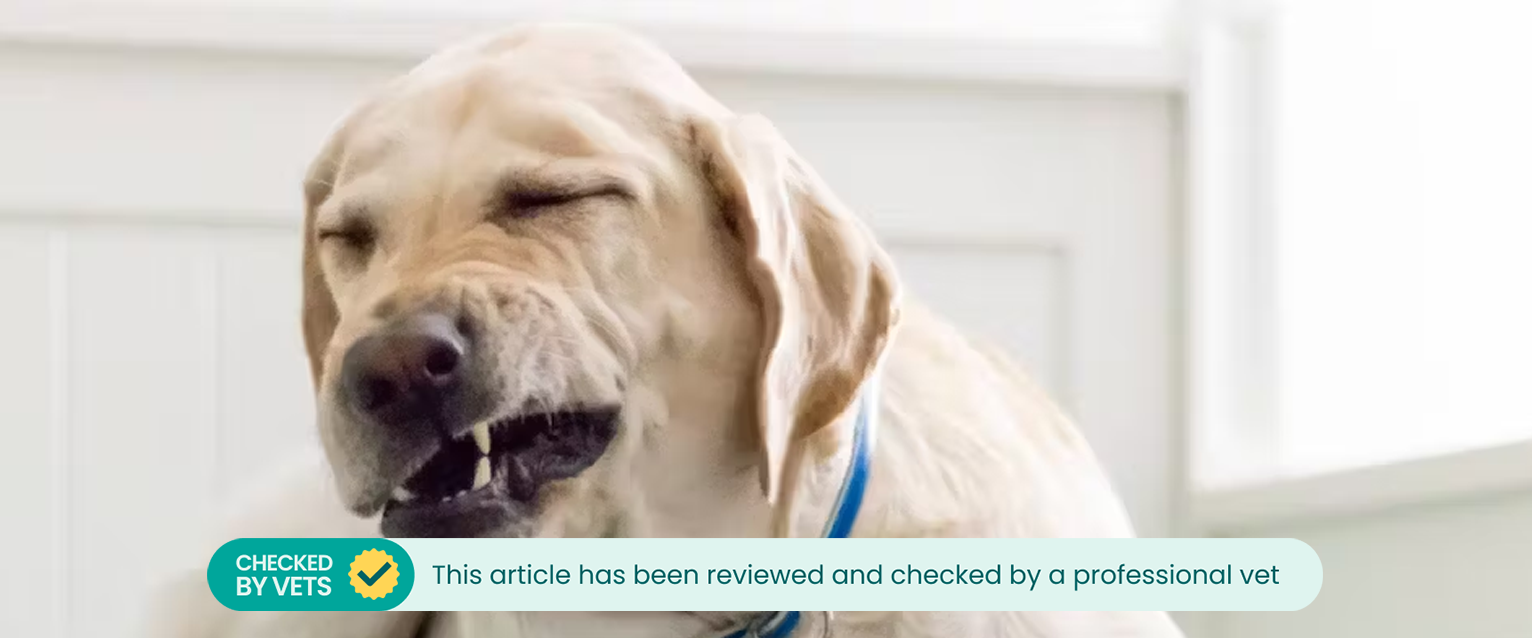 Dog sneezing