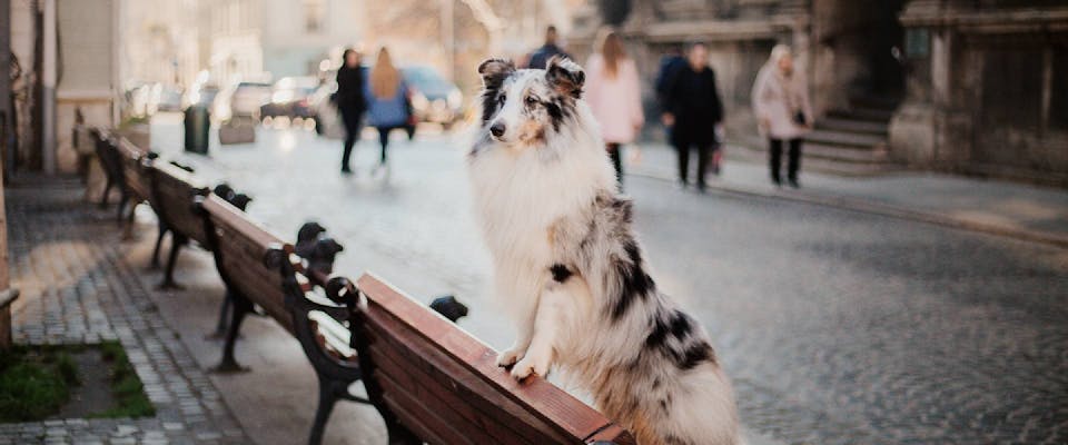 Shetland sheepdog on a bench in Europe