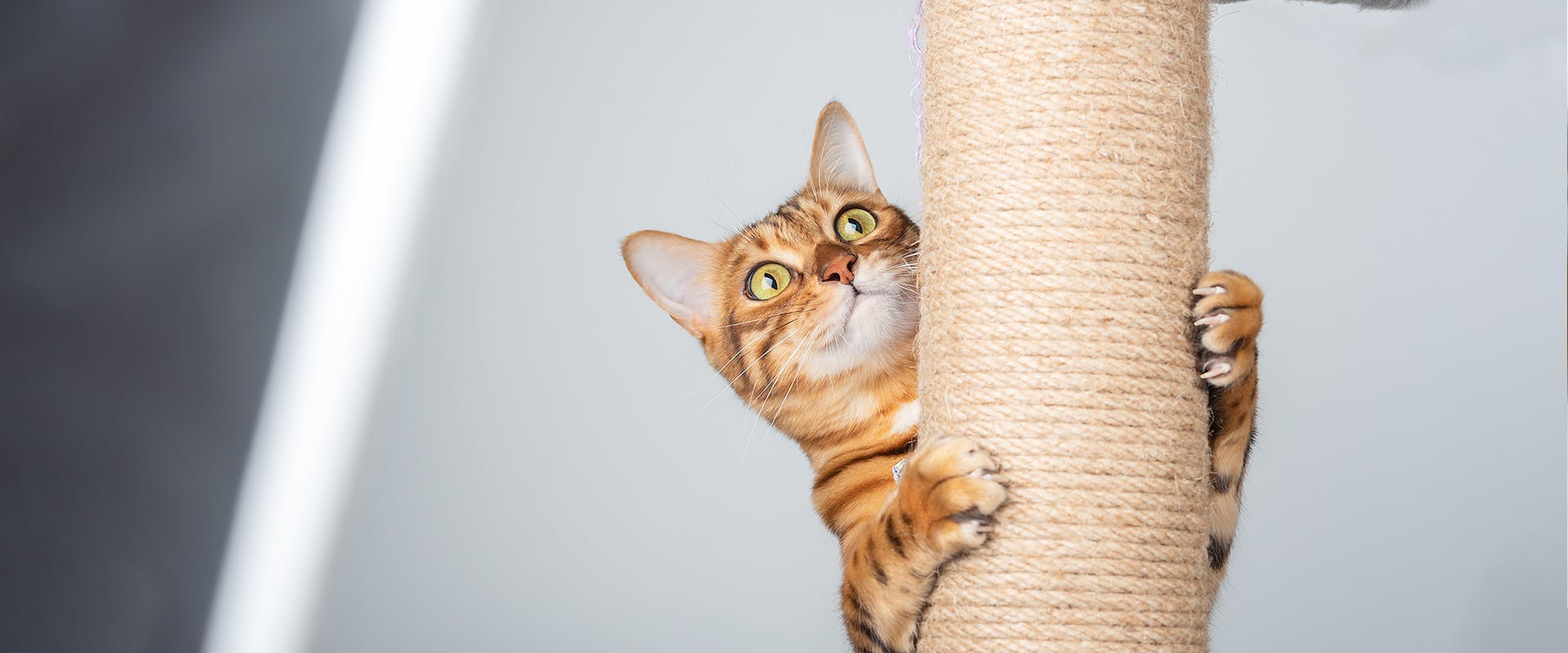 A cat mounting a scratch post on a modern cat tree