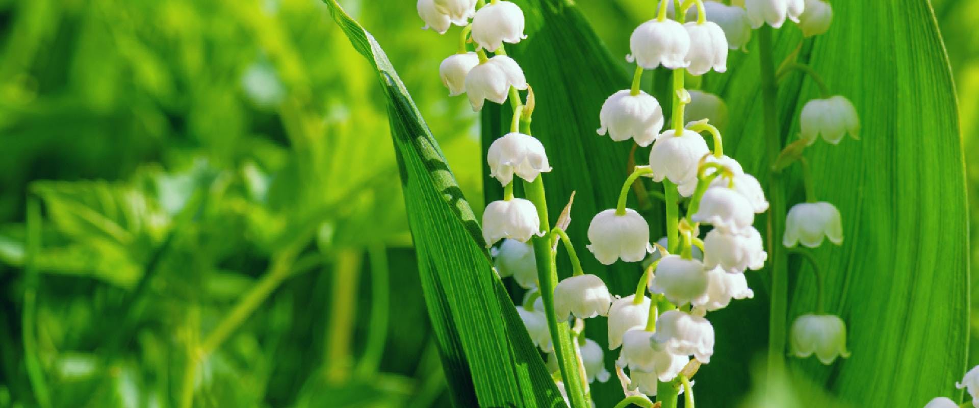 are lily of the valley poisonous to cats and dogs