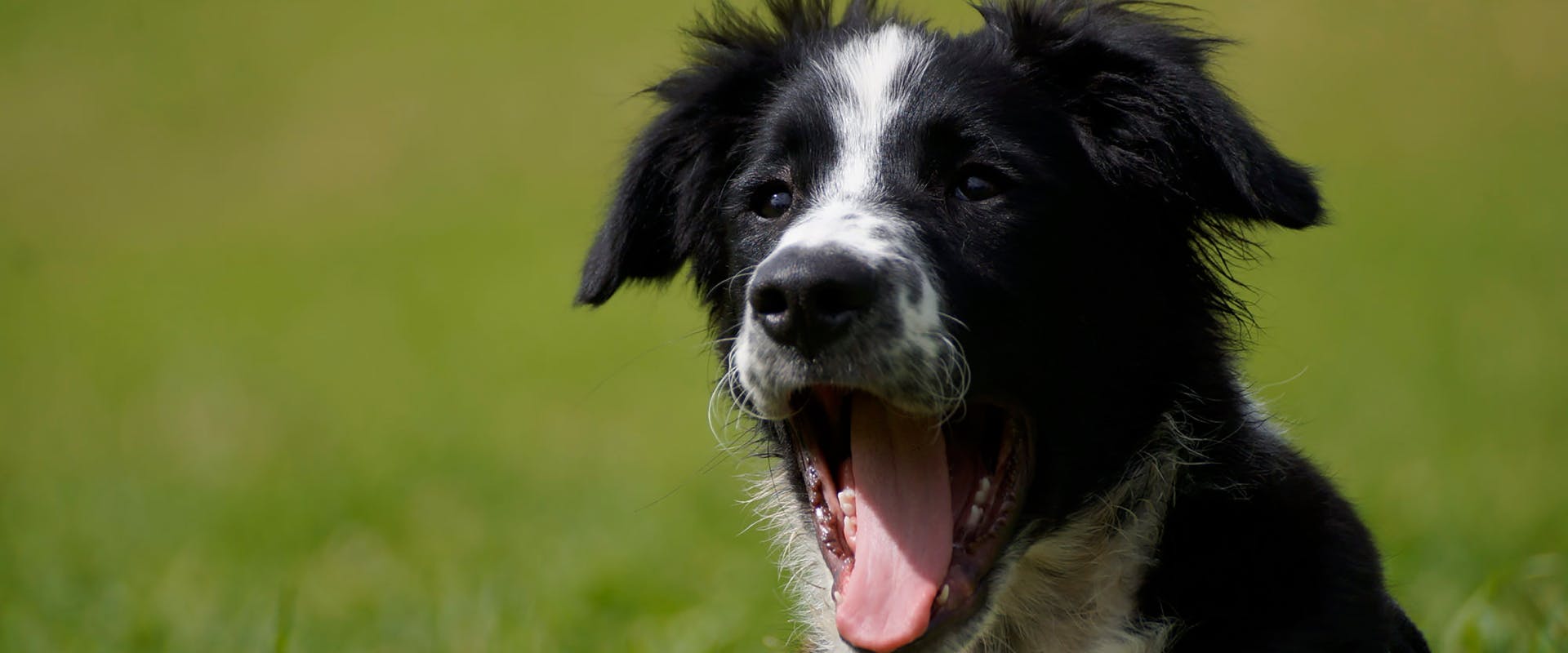 A puppy yawns.