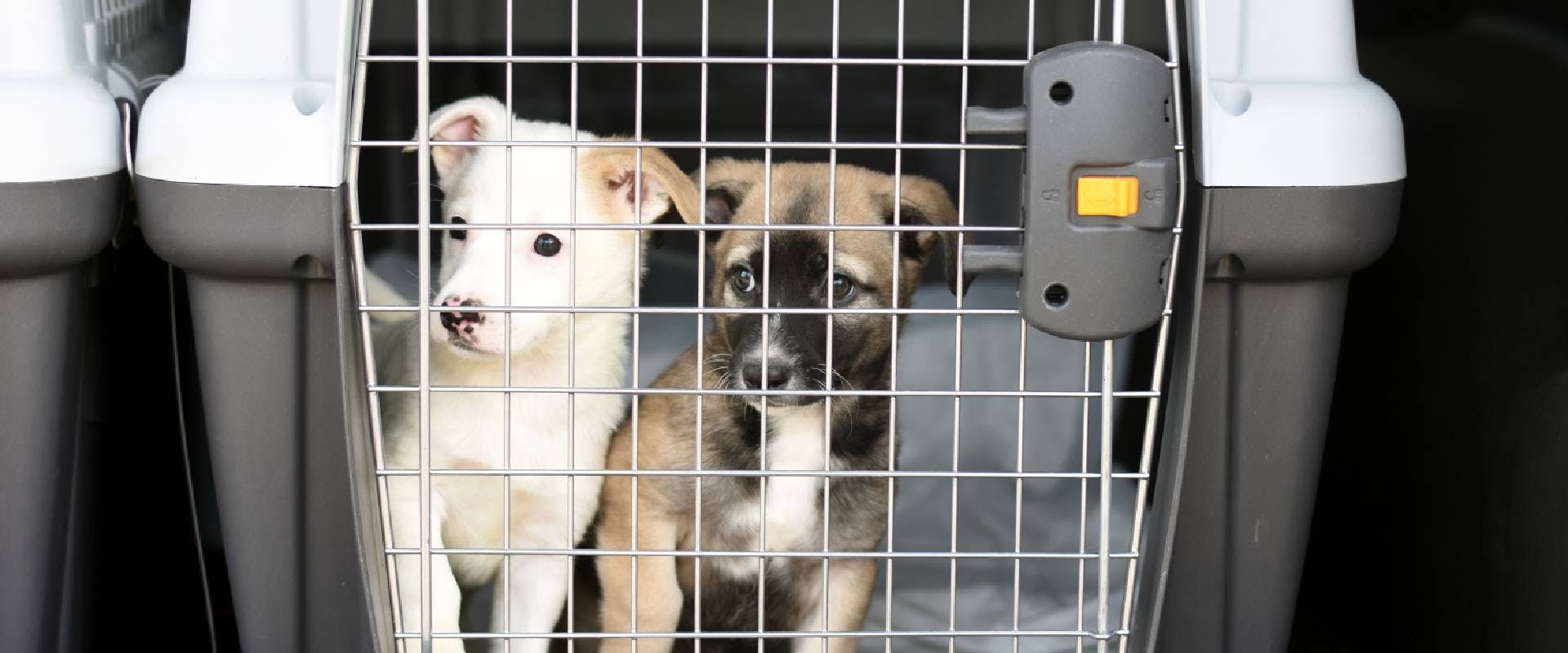 puppies in a container for transporting animals