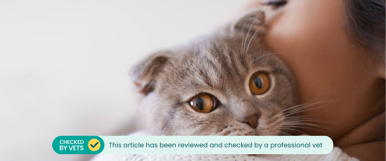 A cat snuggled on someone's shoulder.