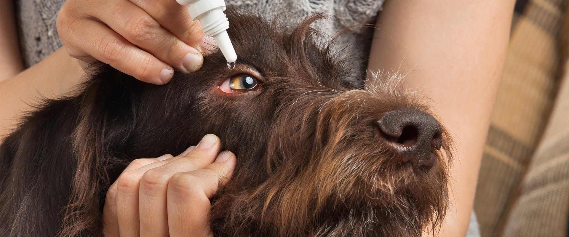 A dog having eye drops administered