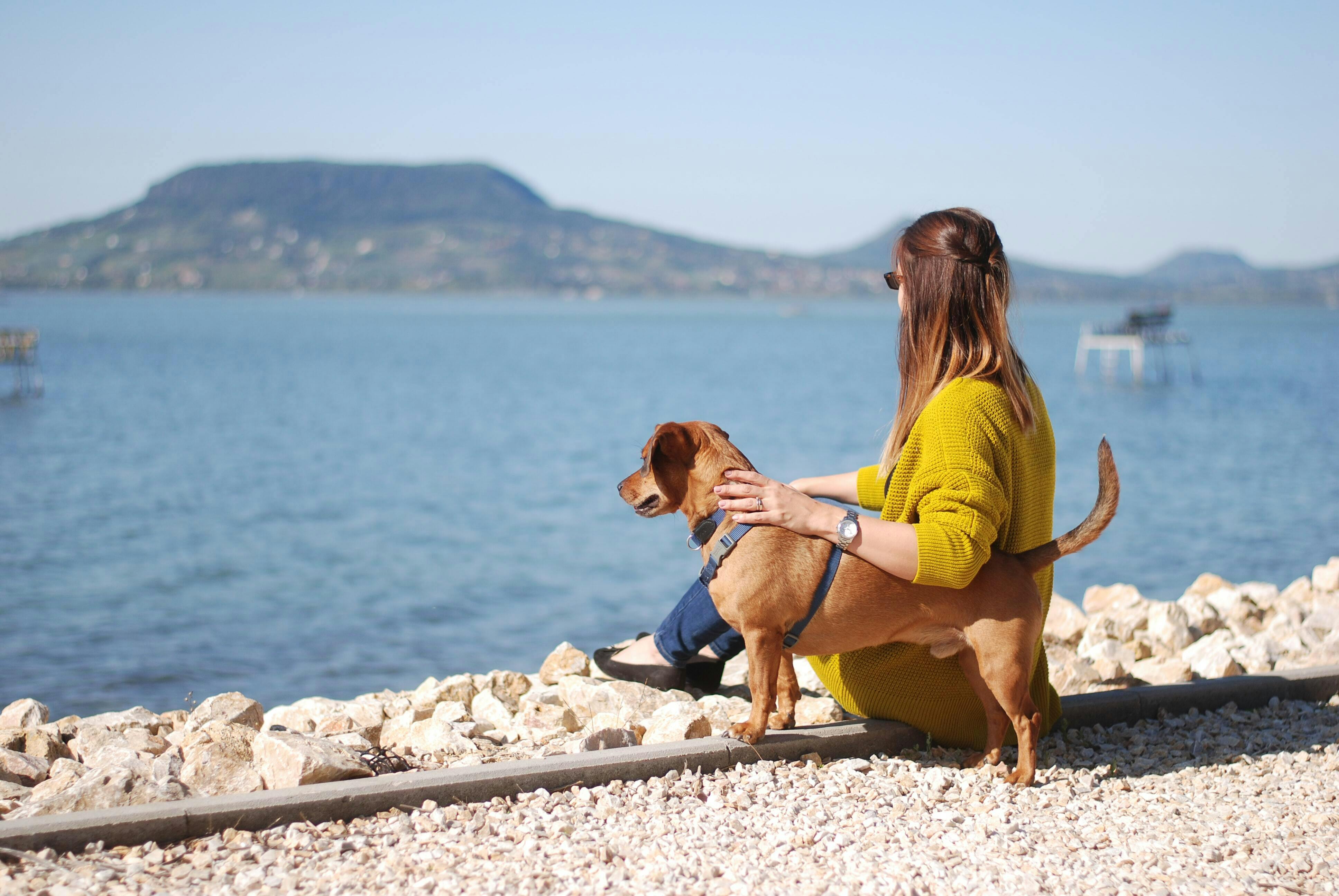 can you take dogs abroad on holiday