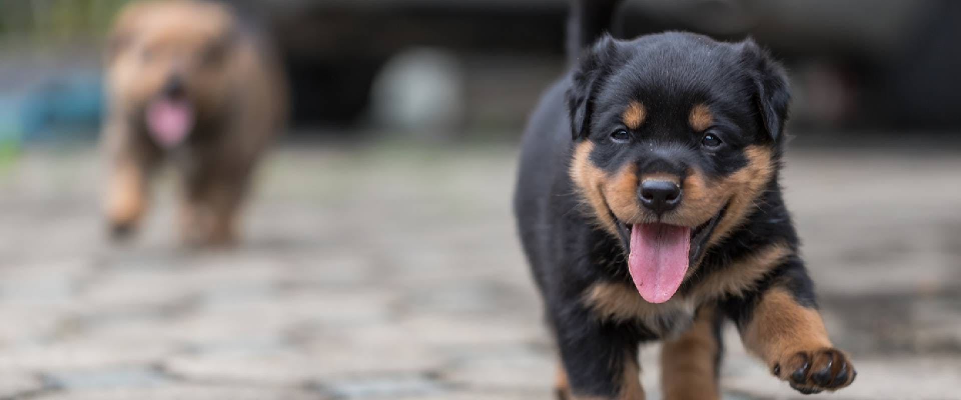 Cute Fluffy Rottweiler Puppies