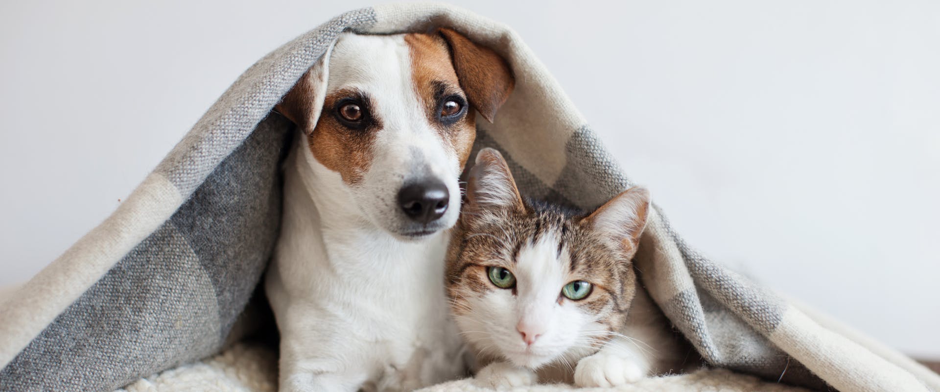 tabby cat and small terrier dog sat underneath a blanket together on a bed