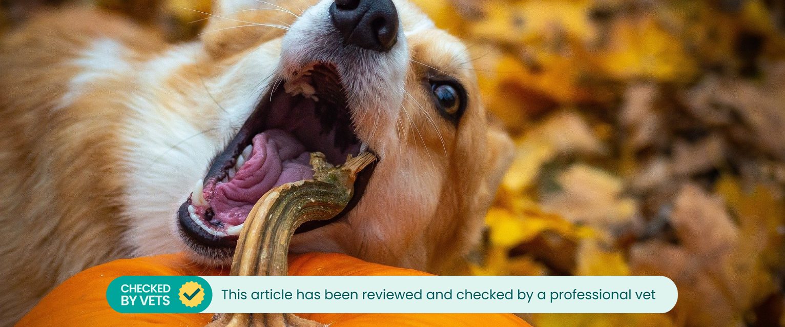 A corgi dog chewing a pumpkin