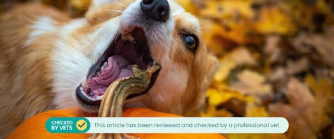 A corgi dog chewing a pumpkin