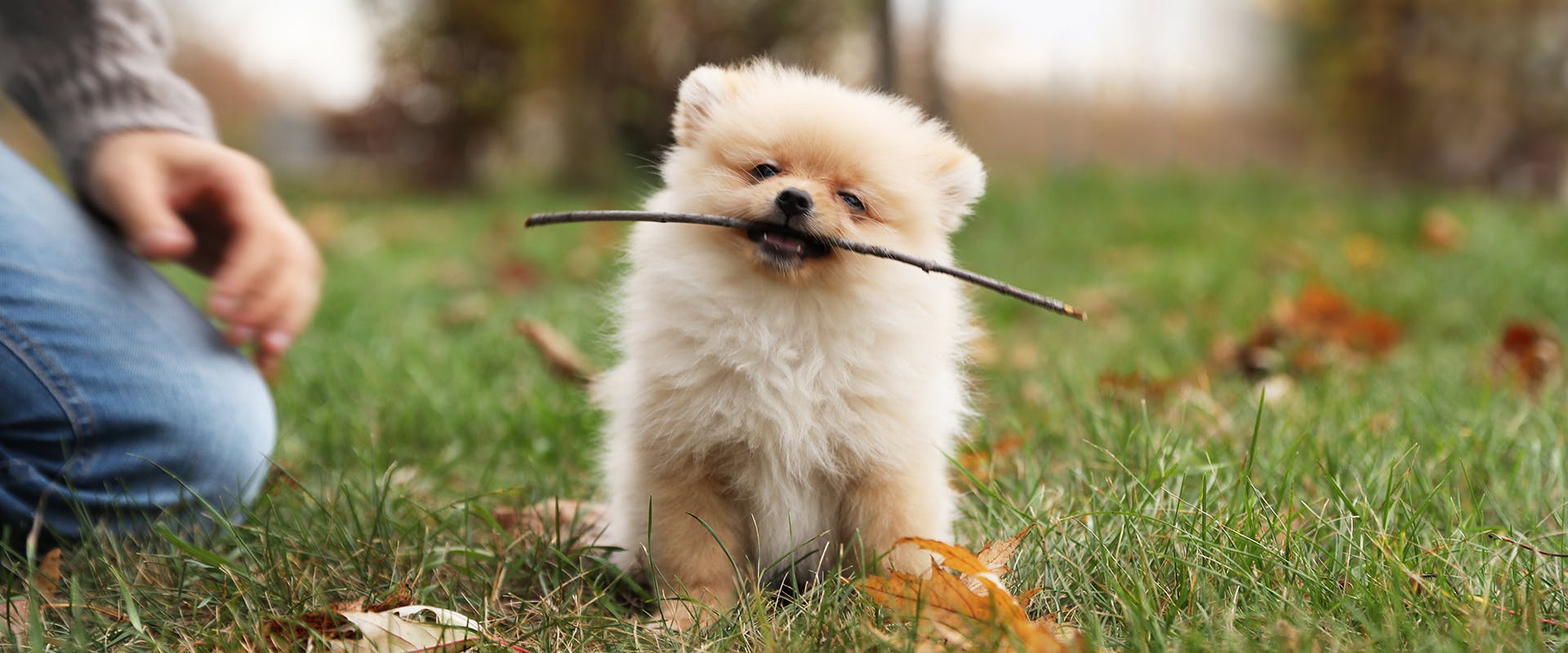 A cute Pomeranian puppy standing in a park, holding a stick in its mouth