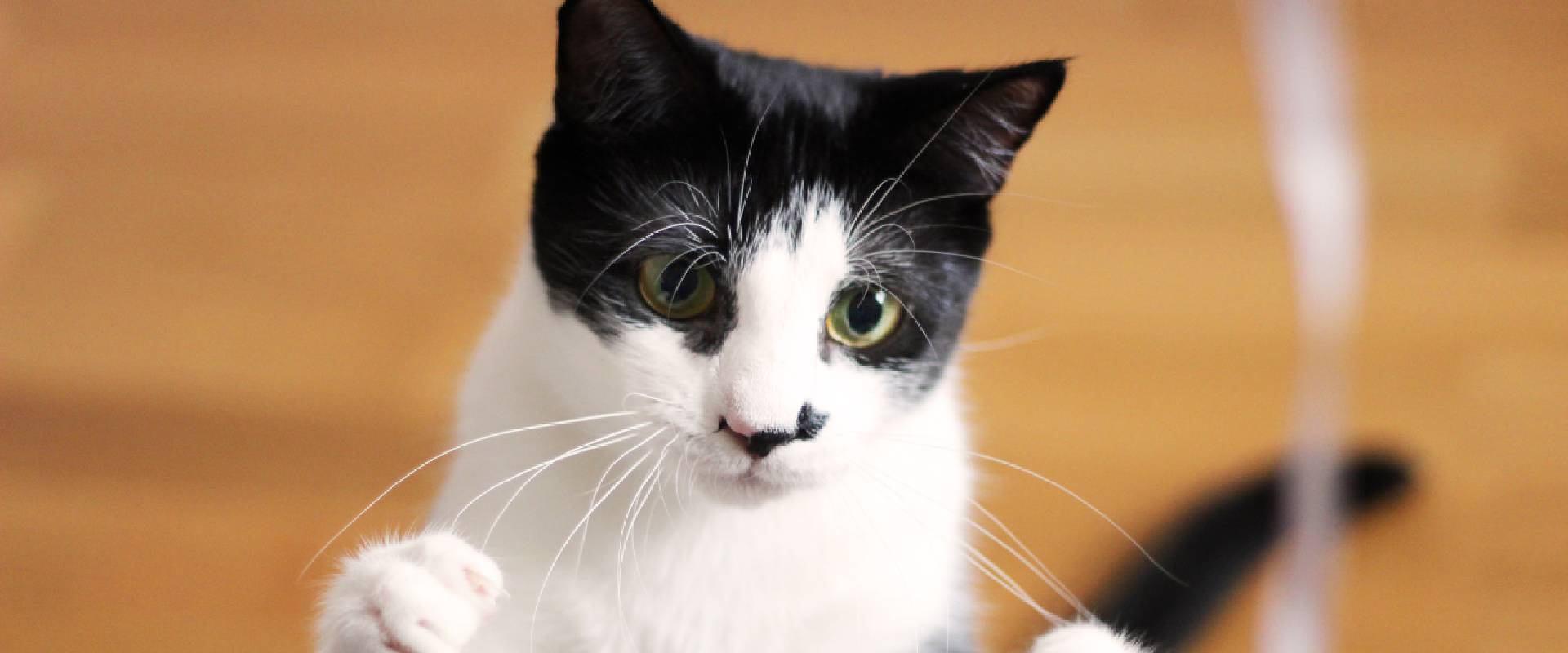 Black And White Tabby Cats