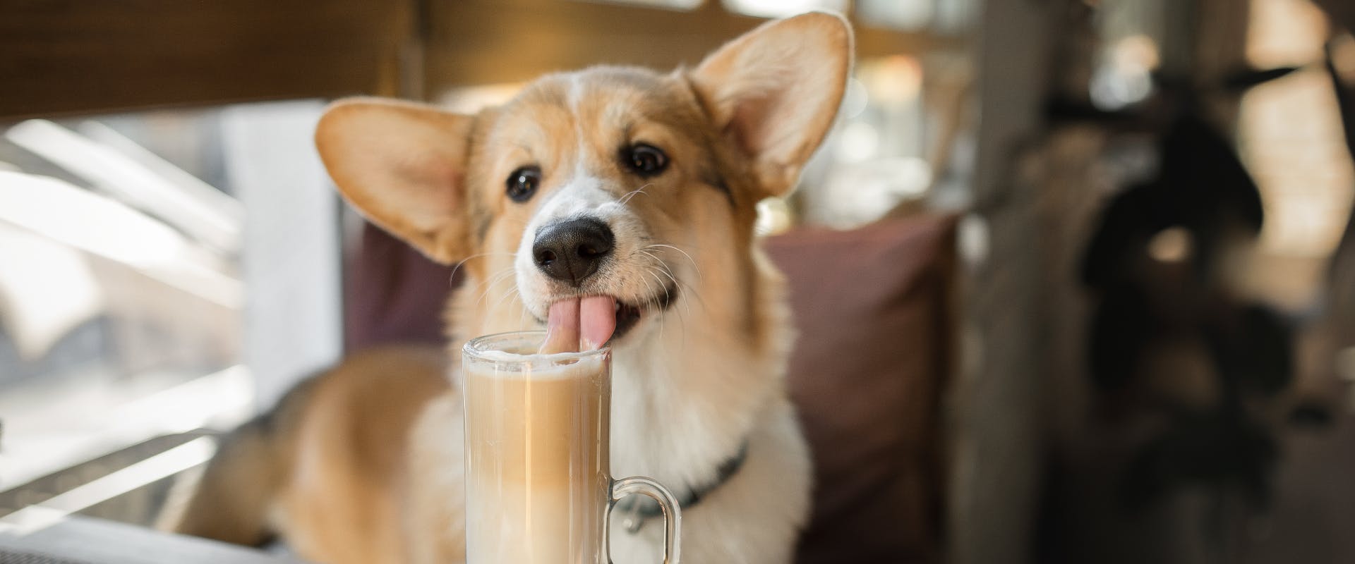 corgi licking the top of a latte in a coffee shop