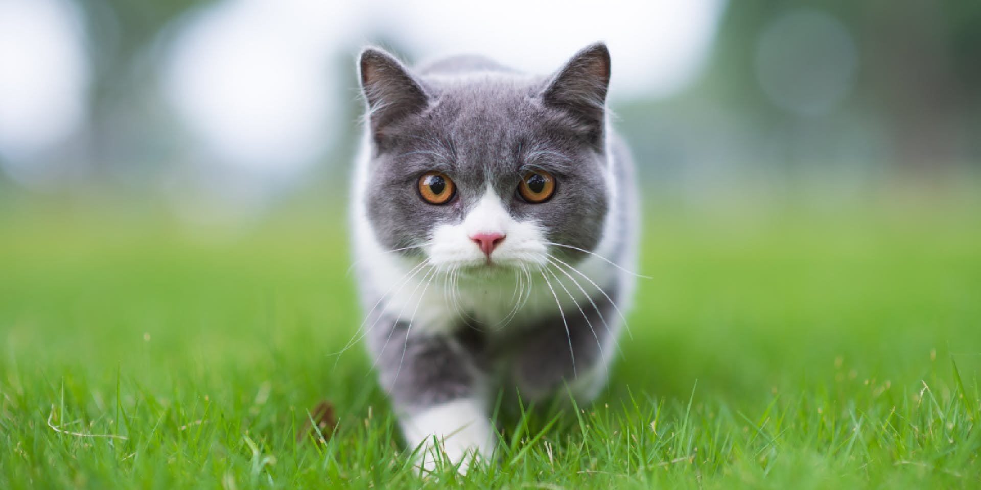A gray and white cat walking in the garden.