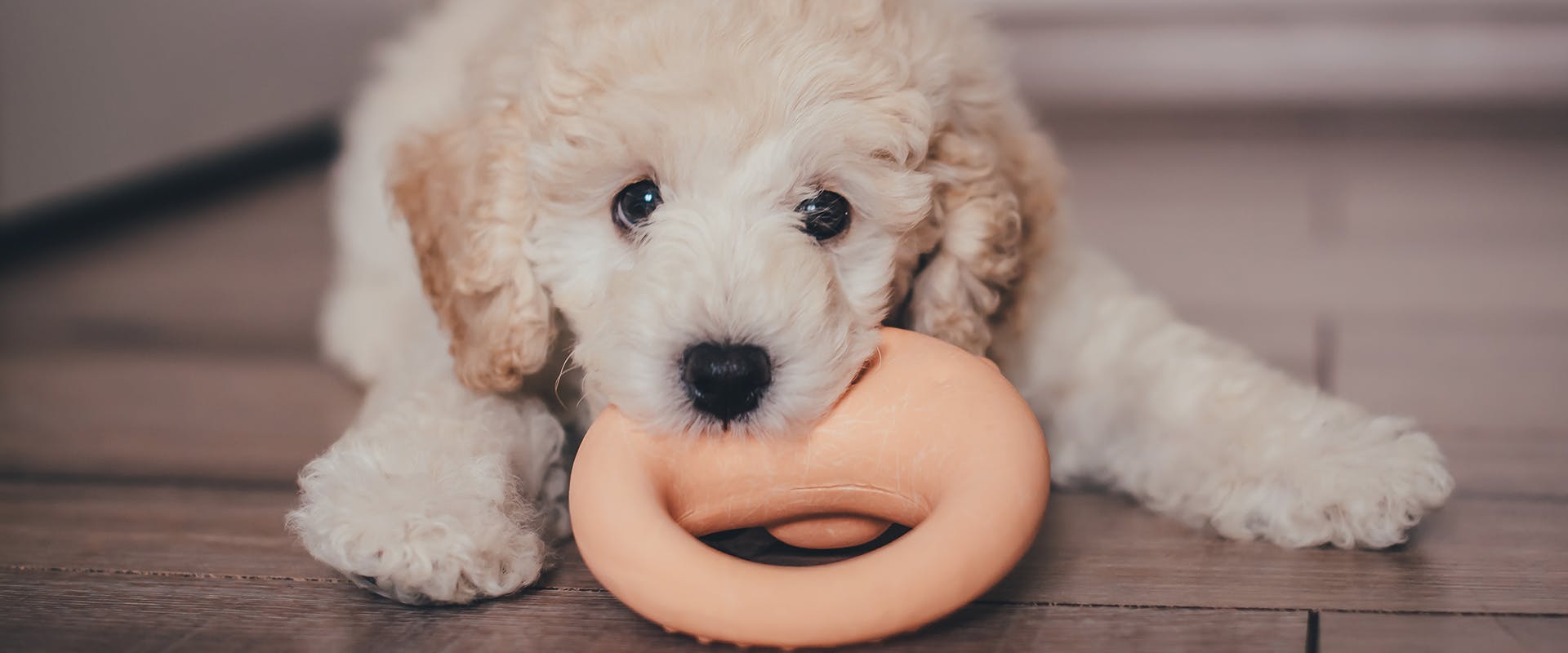 A cute Poochon puppy laying on a wooden floor, with an orange chew toy in its mouth