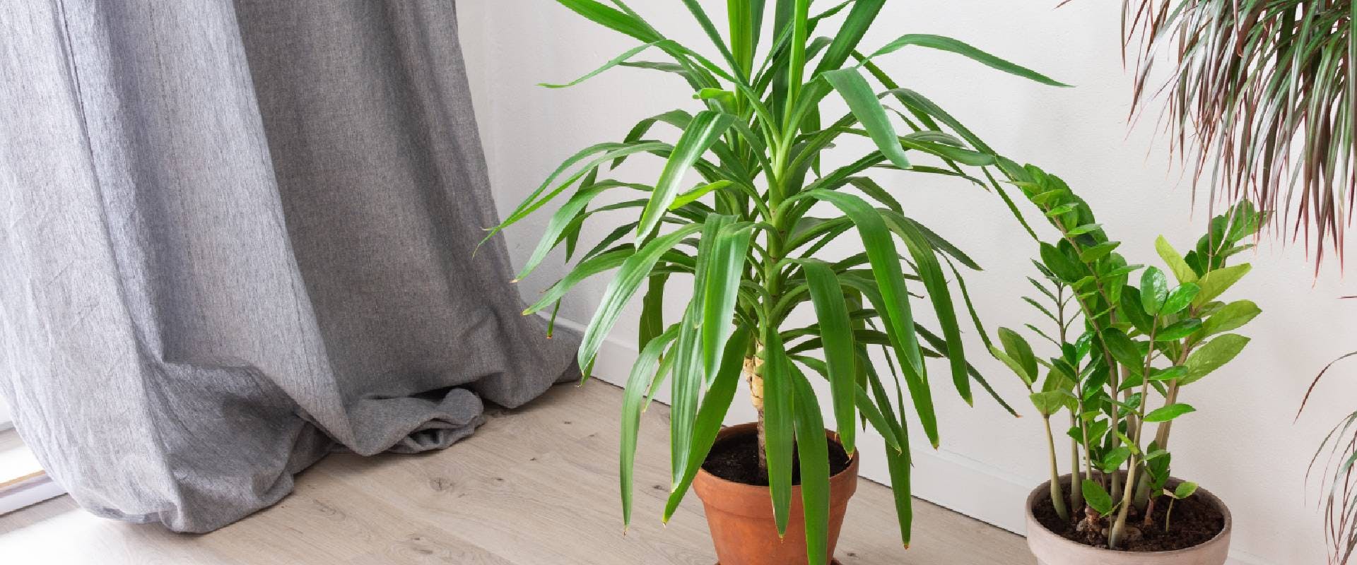 Are Yucca Plants Poisonous To Dogs are-yucca-plants-poisonous-to-dogs