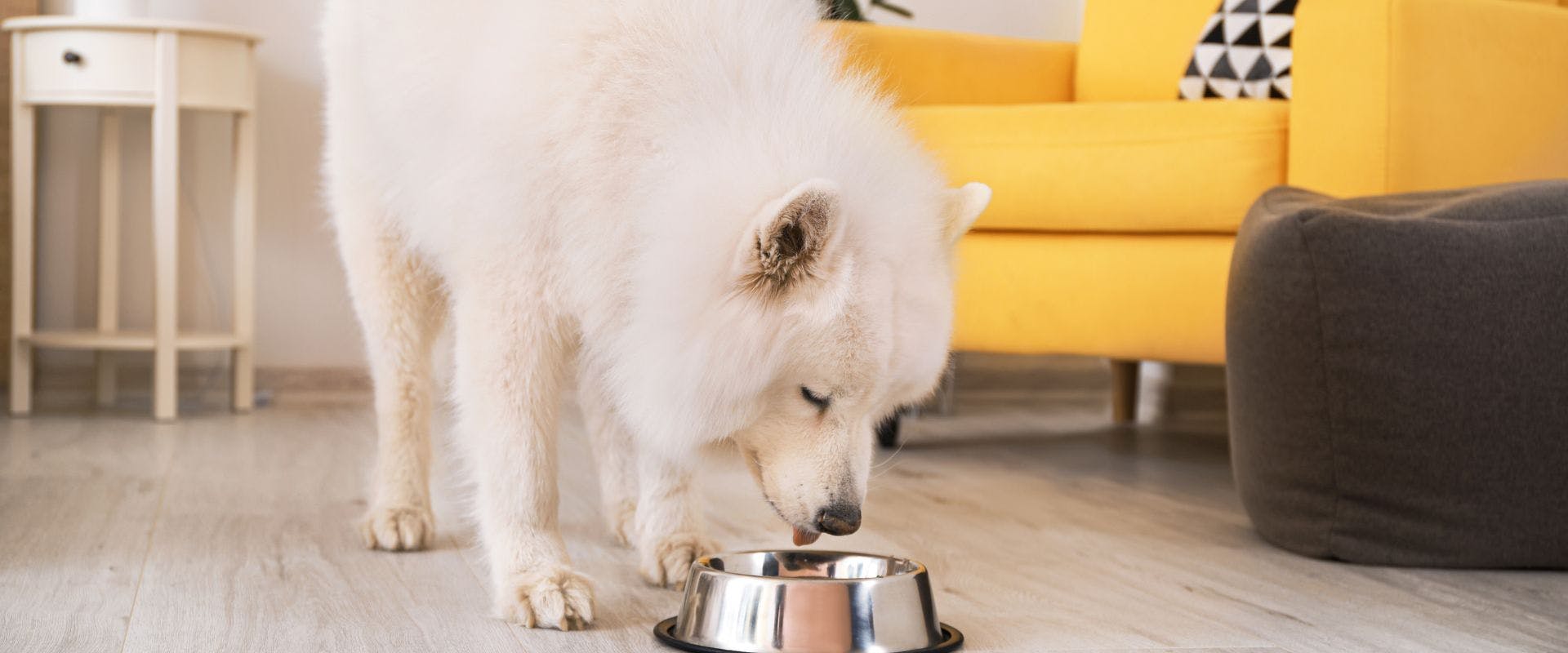 White fluffy dog eating from a metal bowl