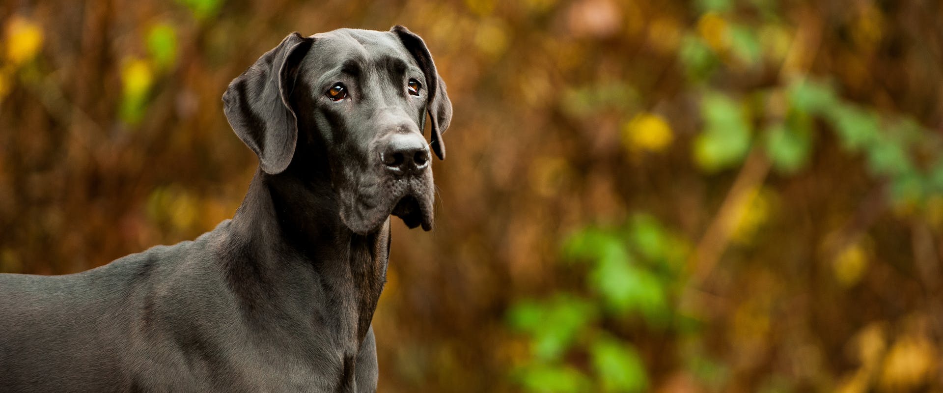 A dog standing outdoors, looking alert