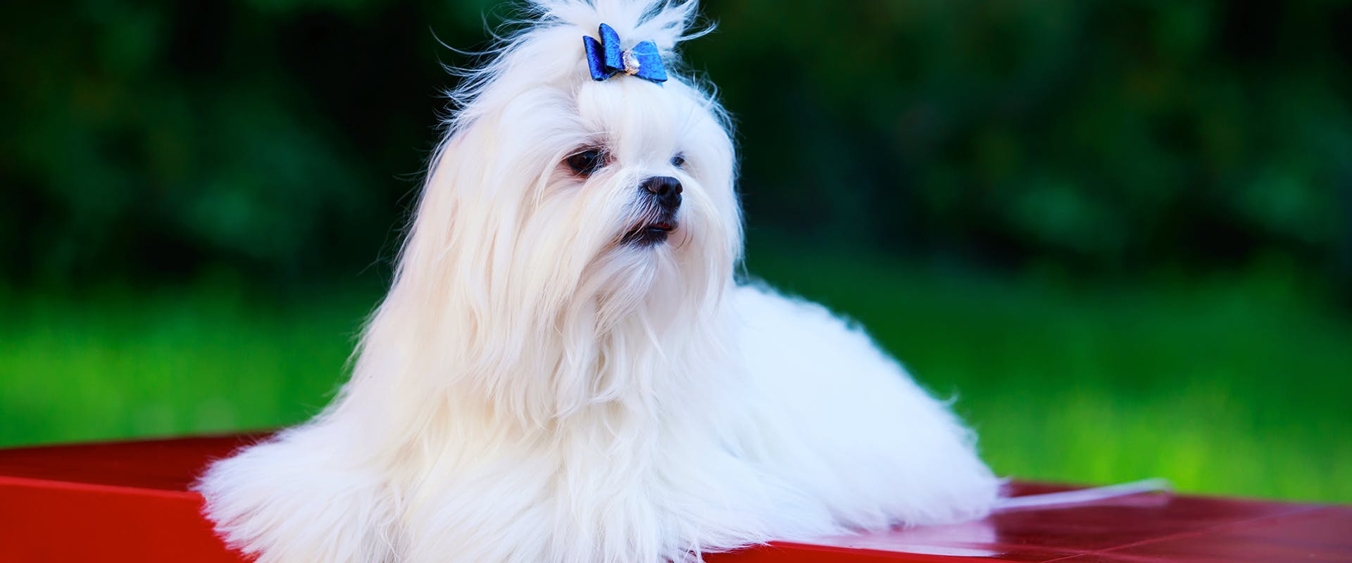 A Matlese dog with a blue ribbon clip in its hair