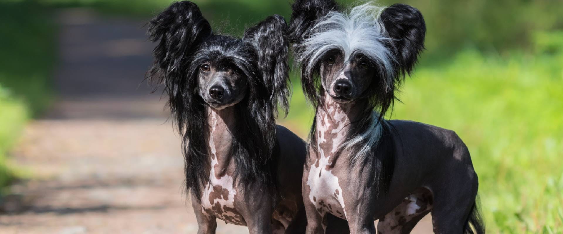 Two Chinese Crested dogs