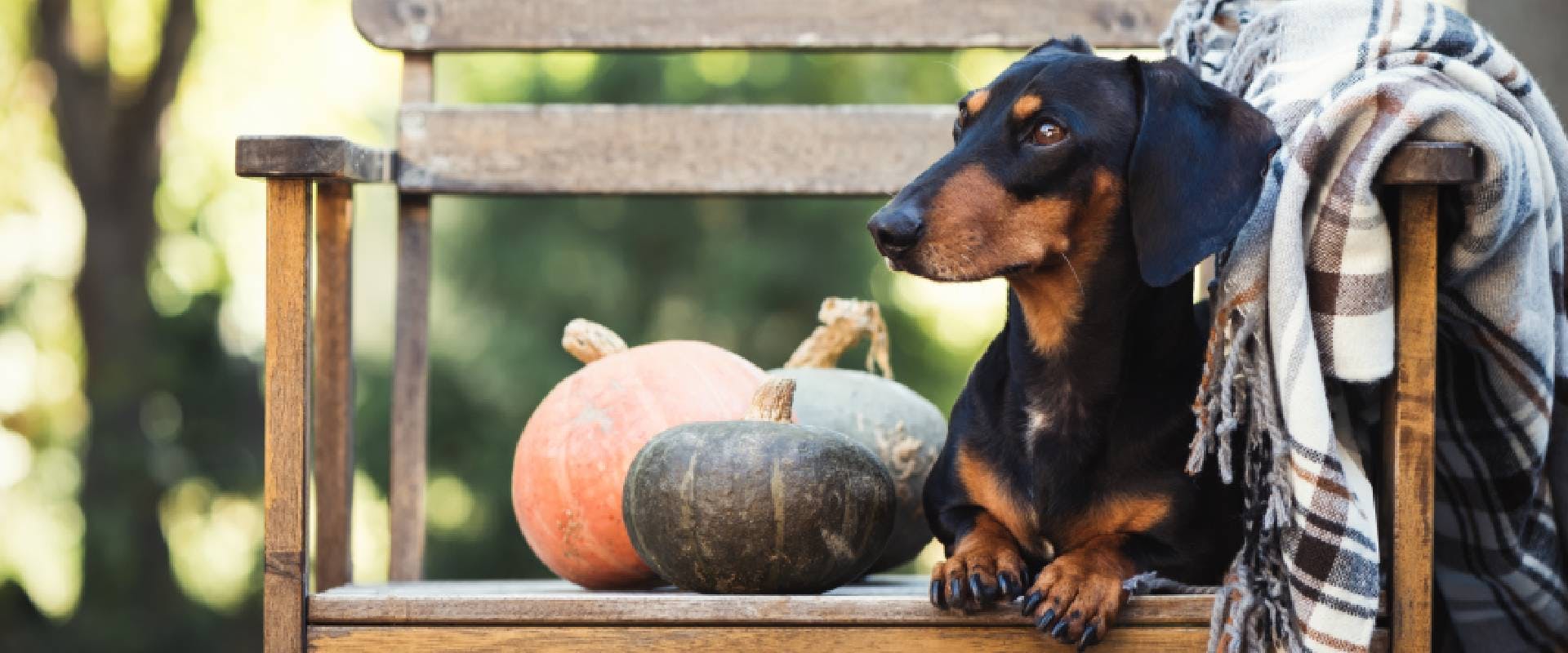 how much pumpkin do i give a dog for an upset stomach