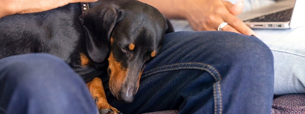 A dachshund sleeping on a person's lap