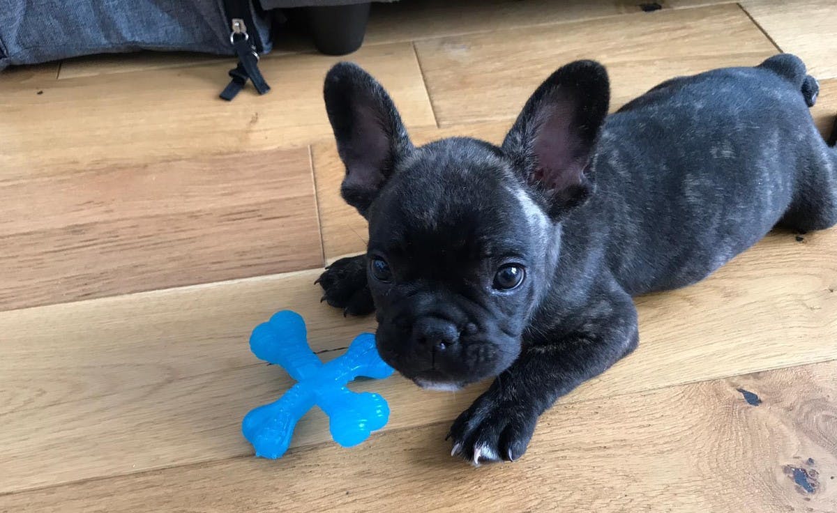 puppy french bulldog on floor with blue toy