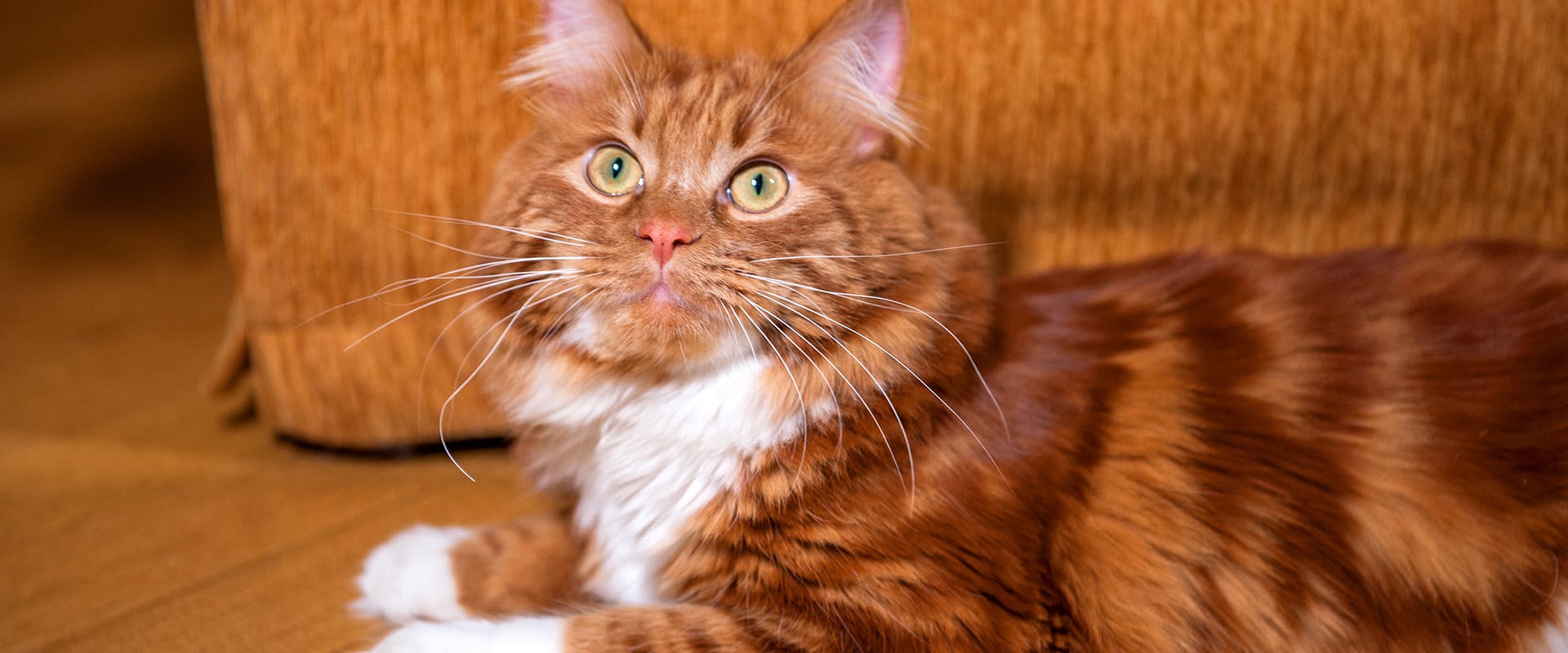 A fluffy ginger American Bobtail, a popular and large domestic cat breed