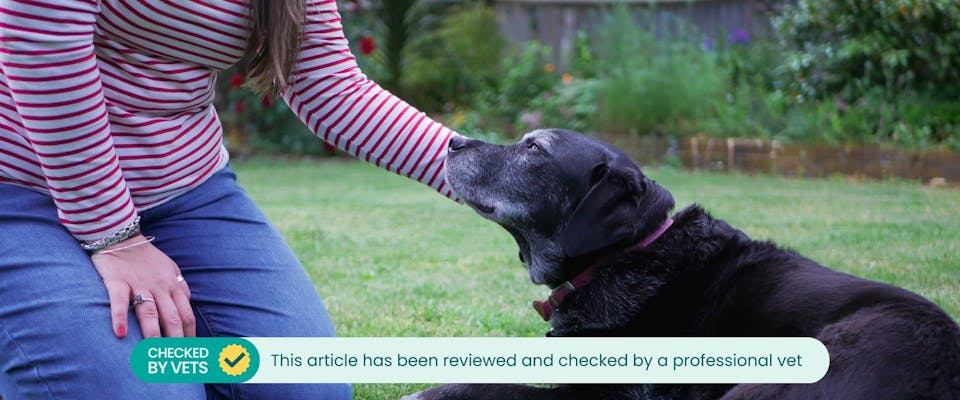 A woman crouching down, affectionately holding the head of a senior black Labrador dog