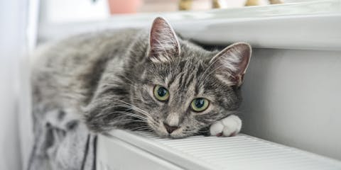 A cute gray cat lying on the top of a radiator.