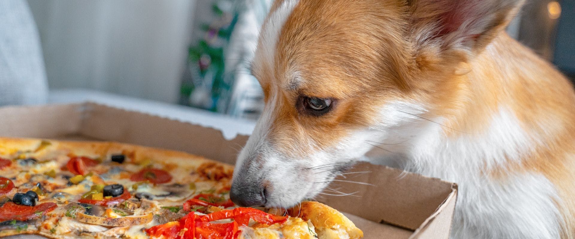 Dog sniffing pizza with olive topping