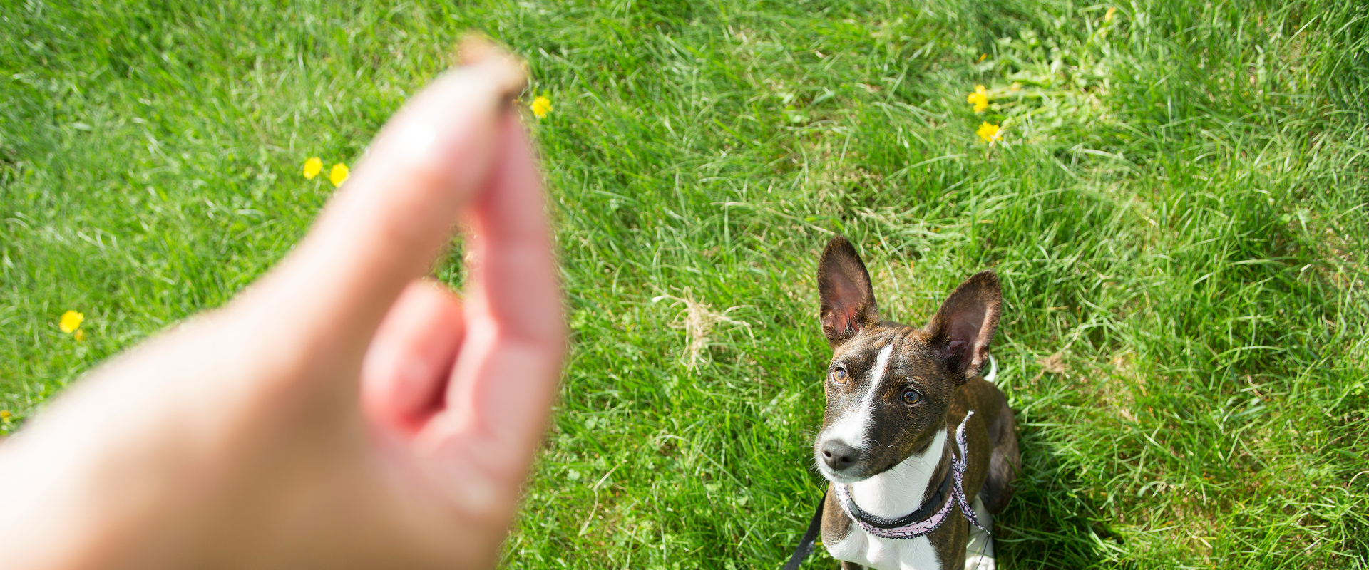 Tips for Training a Rescue Dog