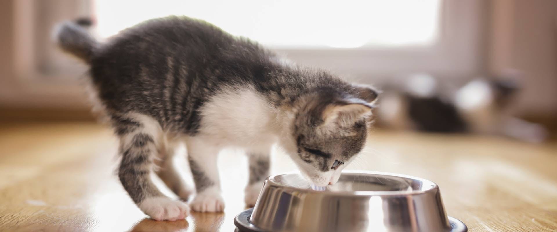 Kitten drinking from a metal bowl
