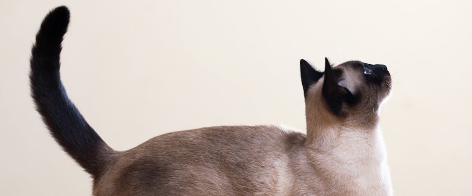 a siamese cat looking up with it's cat tail pointing upwards as well
