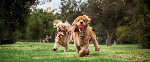 Two spaniels run through a dog park.