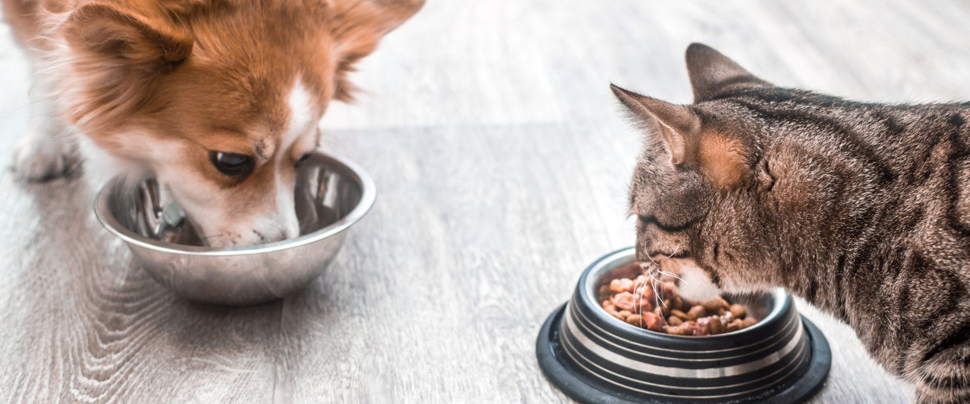 Dog and cat eating from separate bowls